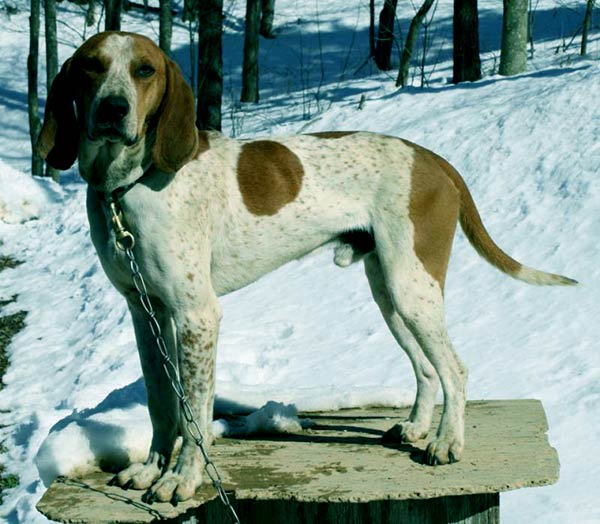 Image of American English Coonhound
