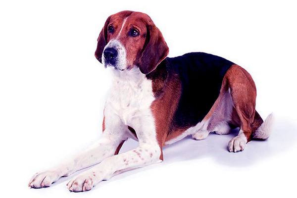 Image of American Foxhound
