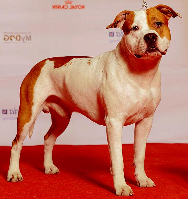 Image of American Staffordshire Terrier.