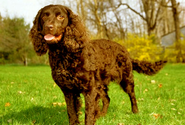 Image of American Water Spaniel