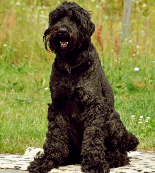 Image of Black Russian Terrier