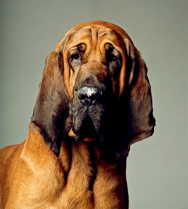 Image of Bloodhound