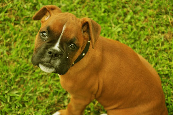 Image of Boxer