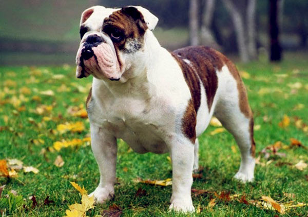 Image of Bulldog