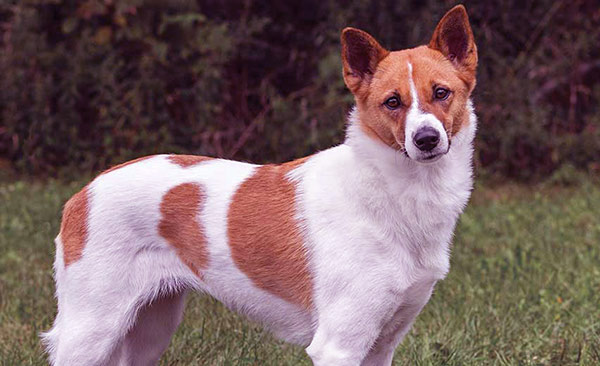 Image of Canaan Dog