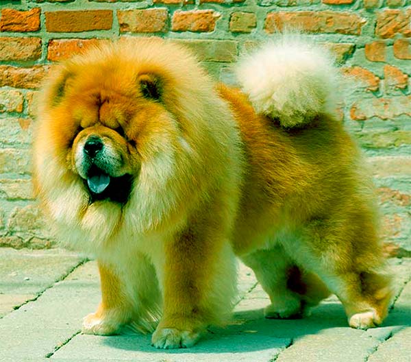 Image of Chow Chow