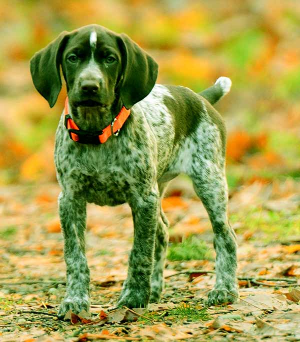 Image of German Shorthaired Pointer