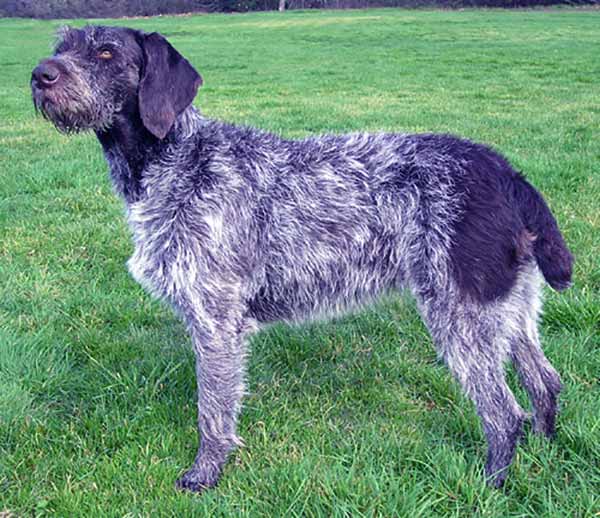 Image of German Wirehaired Pointer