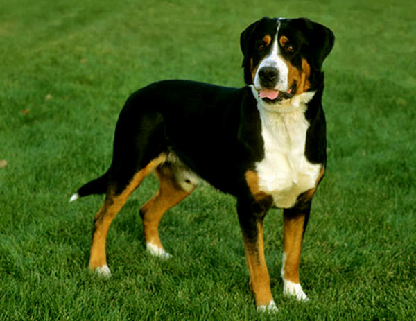 Image of Greater Swiss Mountain Dog