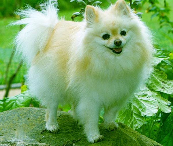 Image of Pomeranian