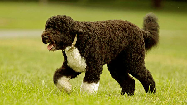 Image of Portuguese Water dog