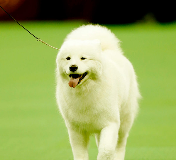 Image of Big White Fluffy Dog Breeds Samoyed
