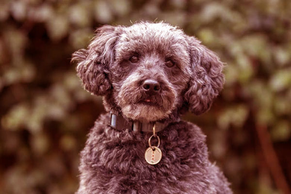 Image of Schnoodle