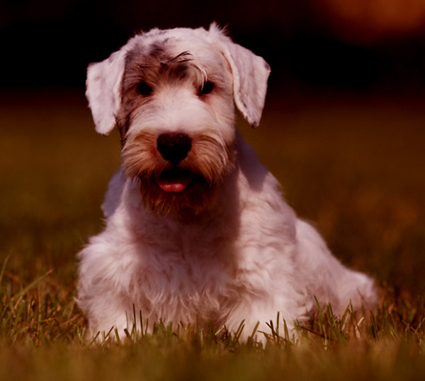 Image of Sealyham Terrier