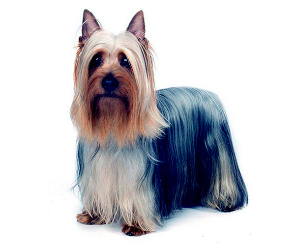 Image of Silky Terrier