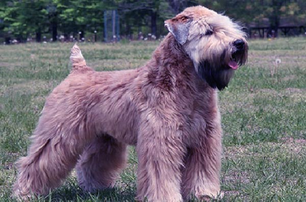 Image of Soft Coated Wheaten Terrier
