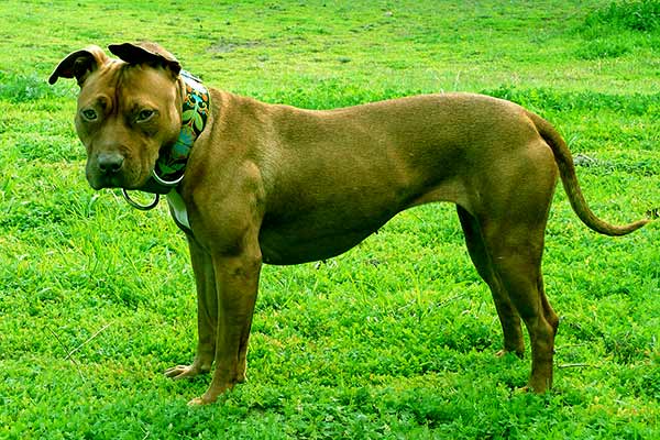 Image of The American Pit Bull Terrier.