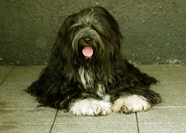 Image of Small Black Fluffy Dog, Tibetan Terrier