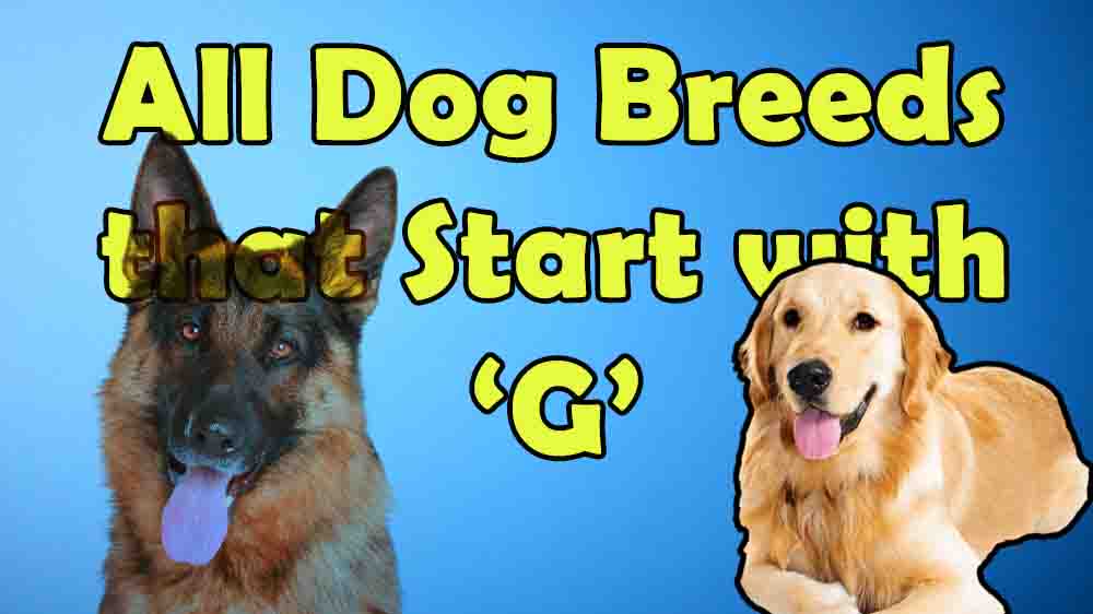 All Dog Breeds That Start With G Everything About All Dog Breeds